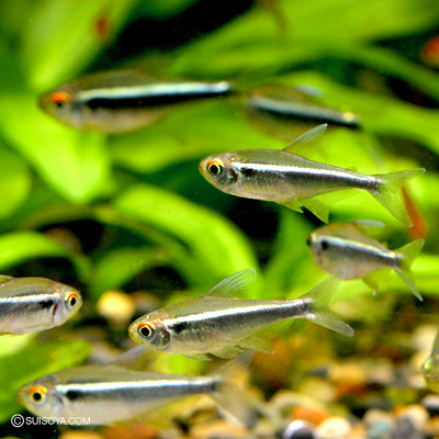 ブラックネオンテトラ