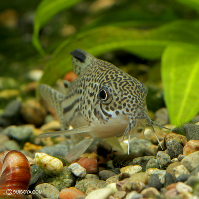 コリドラス Co.sp. カレラ WILD “Rio Cabitutu” 1匹 | コリドラス