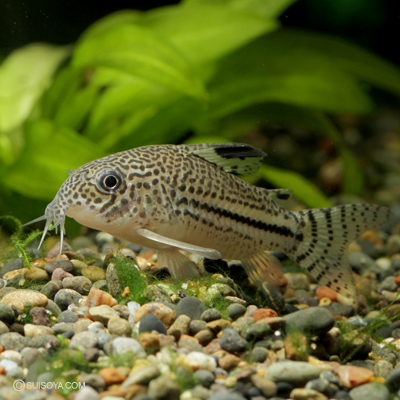 ワイルド個体】コリドラスsp.”ロンドニア・ジュリー”