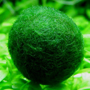 国産マリモ 約1cm 100個 癒しのマリモ無農薬 国産マリモ Sサイズ約