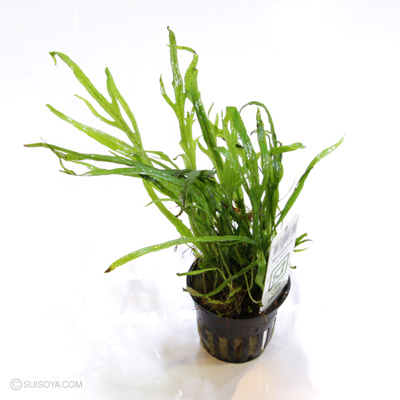 ミクロソリウム トライデント② 特大 良し XLトロピカポット 