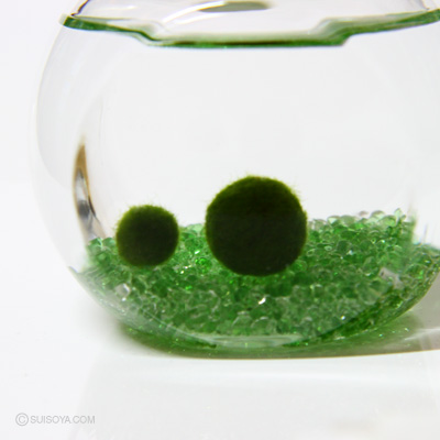 国産マリモ入り】癒しのマリモ瓶