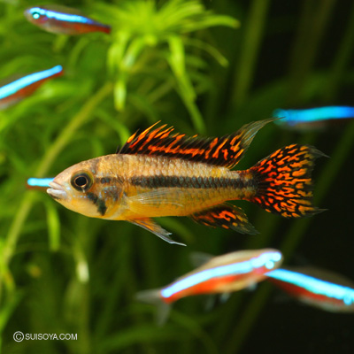 【美品！】Die Buntbarsche Amerikas 2 アピストグラマ カッコいい人気種】アピストグラマ・カカトイデス ダブルレッド