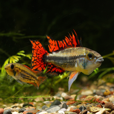 写真の特選ペア】アピストグラマ・カカトイデス トリプルレッド