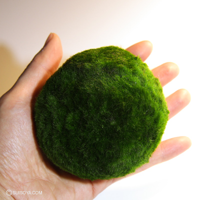 もちろん生きてます！】西洋マリモ（超特大）