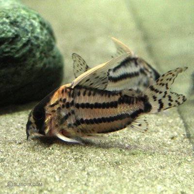 コリドラス 淡水魚】 激安 コリドラス スーパーシュワルツィ ワイルド【1匹