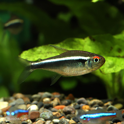 ワイルド】イエローブラックネオンテトラ パンタナル産