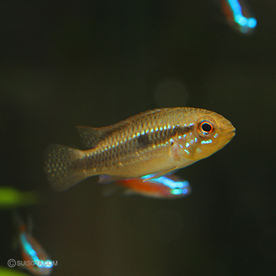 当店繁殖】アピストグラマ・プルクラ マニコレ産 F1 （メス）