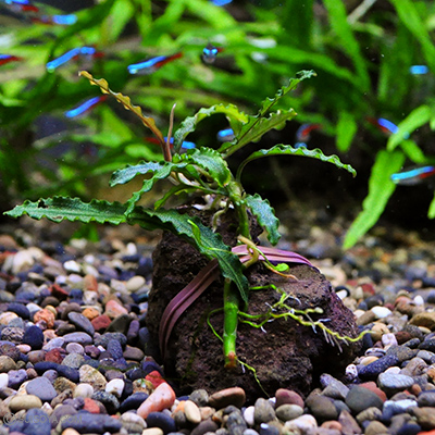 ブセファランドラsp.”カテリナエ”（1株）