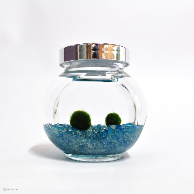 国産マリモ 約１cm 100個 癒しのマリモ無農薬 国産マリモ 約1cm 100個 癒しのマリモ無農薬 マリモのおすすめ