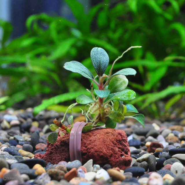 ブセファランドラsp.キールロイヤル 大株