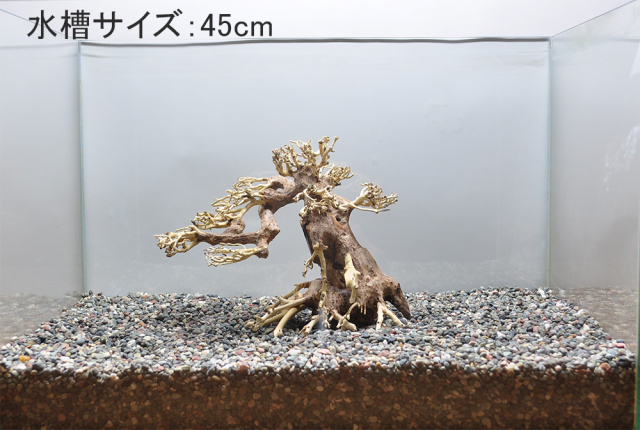 写真の流木をお届け】水景BONSAI 五葉松（S） No.1