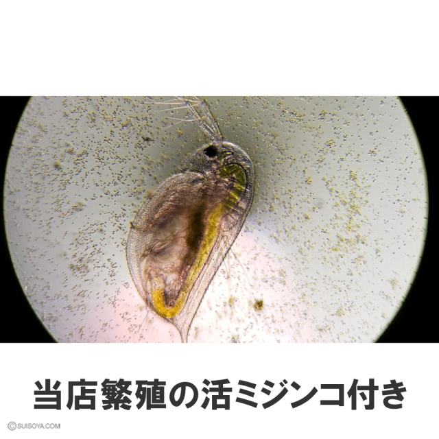 活ミジンコ付き】ミジンコ簡単飼育セット