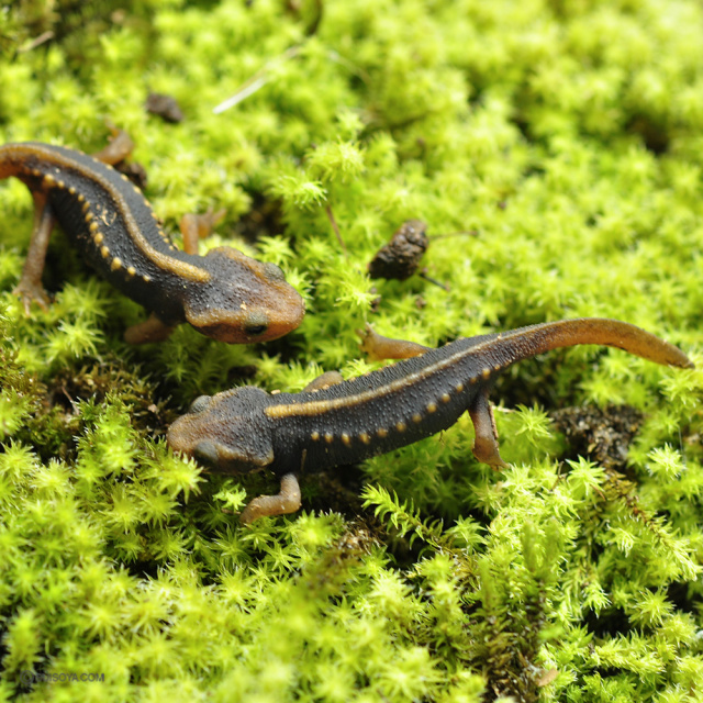 当店で卵から育てました！】ミナミイボイモリ 2024年産 CB