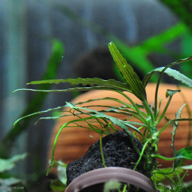 Borneoa gampsospadix スキスマグロッティスMIDOLLICA Borneoa gampsospadix スキスマグロッティスMIDOLLICA 活着性の