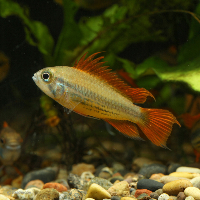 当店繁殖・雌雄選べます】アピストグラマ・カカトイデス オレンジ