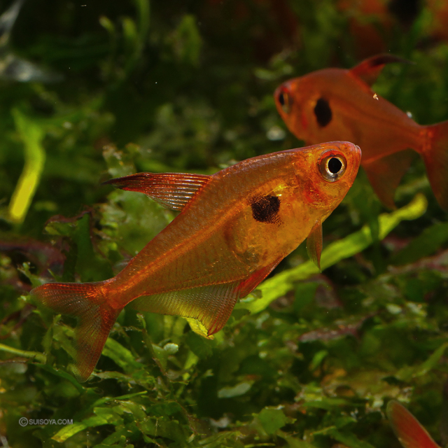 ワイルド】レッドファントムルブラ