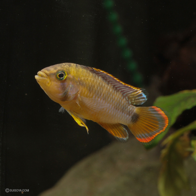 雌雄選べます】アピストグラマ・ナイスニー