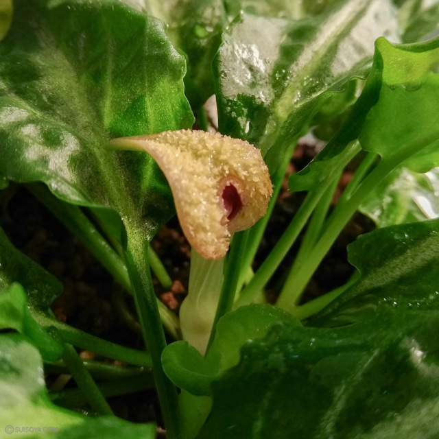 送料無料】クリプトコリネsp.リンガ19 プラチナライン