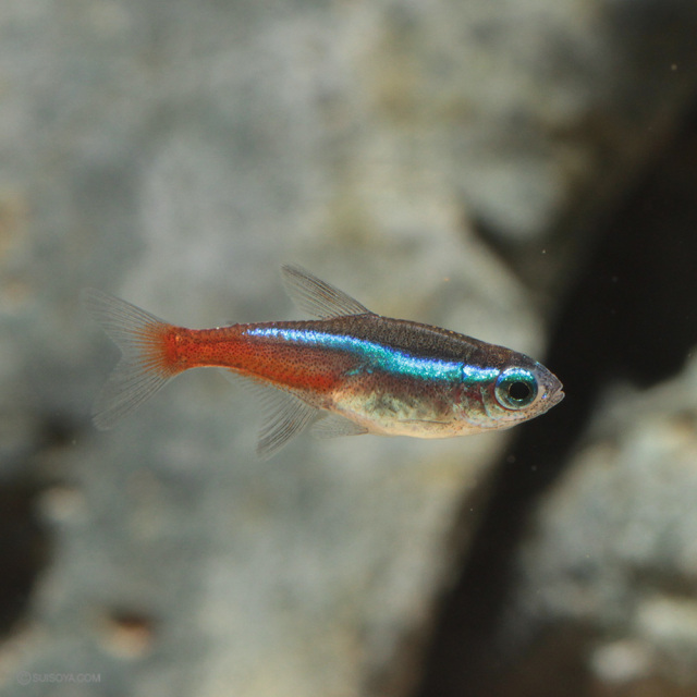当店繁殖】ネオンテトラ