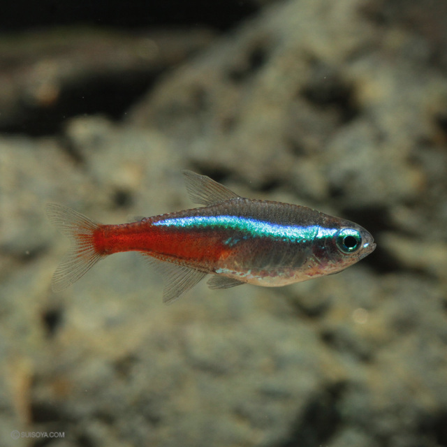 当店繁殖】ネオンテトラ