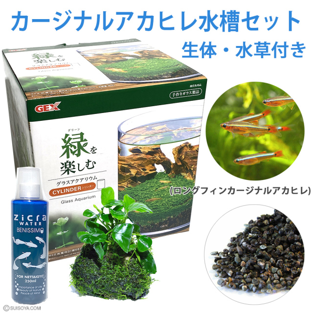 水槽生体セット