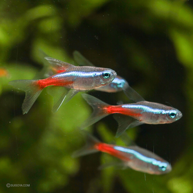 ネオンテトラ専用 グリーンネオンテトラ(ワイルド)(10匹) | チャーム