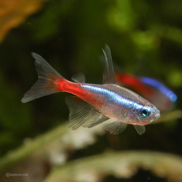 当店繁殖・優美！】スーパーロングフィンネオンテトラネオンテトラ