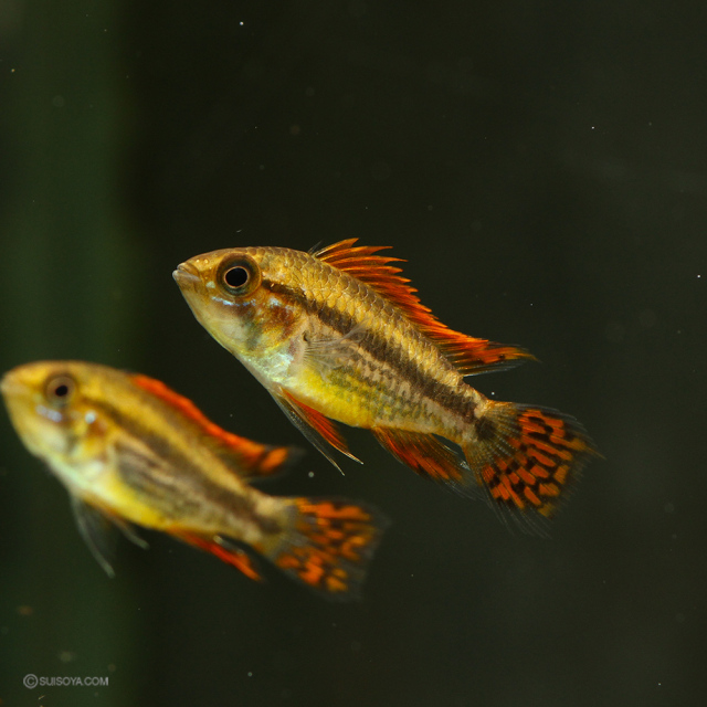 アピストグラマカカトゥオイデス リオイタヤのペア アピストグラマ カカトゥオイデス 'ダブルレッド' | Ordinary-Aquarium