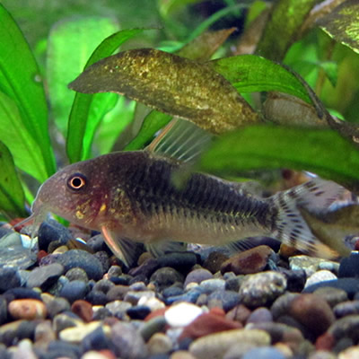 コリドラスゴッセイ コリドラス・ゴッセイ<熱帯魚解説> | AQUALASSIC