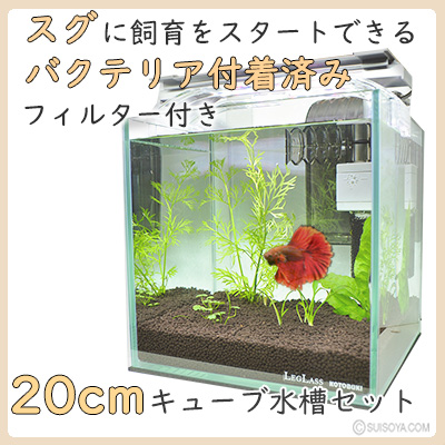 水草付き！初心者の方も簡単】スグにはじめる熱帯魚20cmキューブ水槽セット