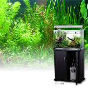 【送料無料】60cm水草本気水槽セット （水草後から）