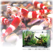 【送料無料】すべてついて‘本格的’にはじめられる45cmレッドビーシュリンプ水槽セット （エビ後から）