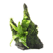 ミクロソリウムsp.サリポイ　流木活着 PikachuTheSurferさま専用ミクロソリウムsp.サリポイ流木活着