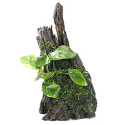 石付き流木 896928-1.jpg