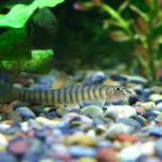 リング・ローチ