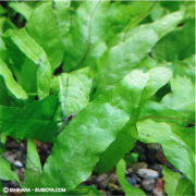 ミクロソリウム（Ｓサイズ）