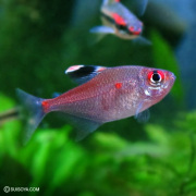 熱帯魚 - アクアリウム専門通販の水槽屋.com