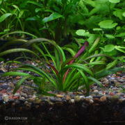 エキノドルス・レッドデビル