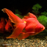 琉金（棚田氏産）