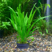 ミクロソリウム