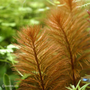 ミリオフィラムsp.オレンジ（ローライマ）