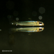 南米スレンダーランプアイ