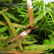 ポリゴヌムsp.ピンク