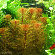 レッドミリオフィラム