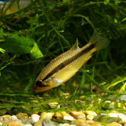 アピストグラマ・アガシジ　ブルーファントム　マニコレ産