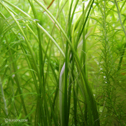 クリプトコリネ　レトロスピラリス　カナコナ