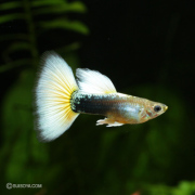 ドイツイエロータキシード