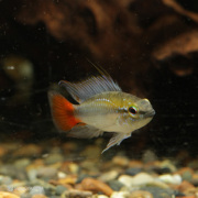 エリスルラ（リオマモレ）