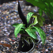 流木付のアヌビアス・バルテリーvarグラブラの斑入り